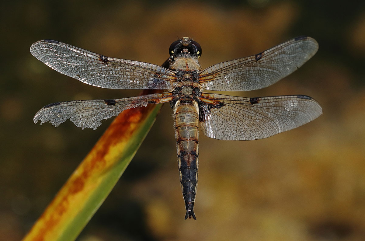 Libellula_quadrimaculata
